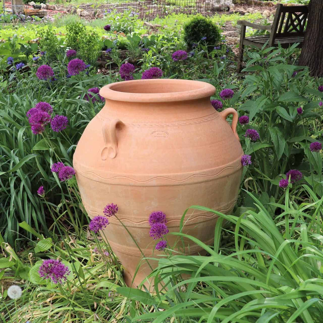 Eine große winterfeste Dekorationsamphore „Cassia“, H=70 cm, aus Terrakotta steht inmitten von leuchtend grünem Laub und Büscheln violetter Cassia-Blüten in einer üppigen Gartenumgebung. Ihre Präsenz harmoniert mit den Gartenbänken und verschiedenen Pflan