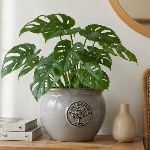Eine getopfte Monstera-Pflanze mit großen, gespaltenen Blättern steht auf einer Holzfläche neben gestapelten Büchern und einer kleinen beigen Vase. Der Topf ist grau mit einem Baum-Emblem und einem Teil des Textes, und an der Wand dahinter befindet sich ein runder Spiegel.