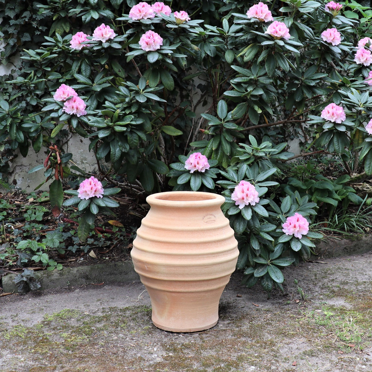 Die frostfeste Amphore "Agave" (H=40cm) steht auf dem Boden vor einem rosa Rhododendron, umgeben von grünem Laub und einem moosbewachsenen Weg.