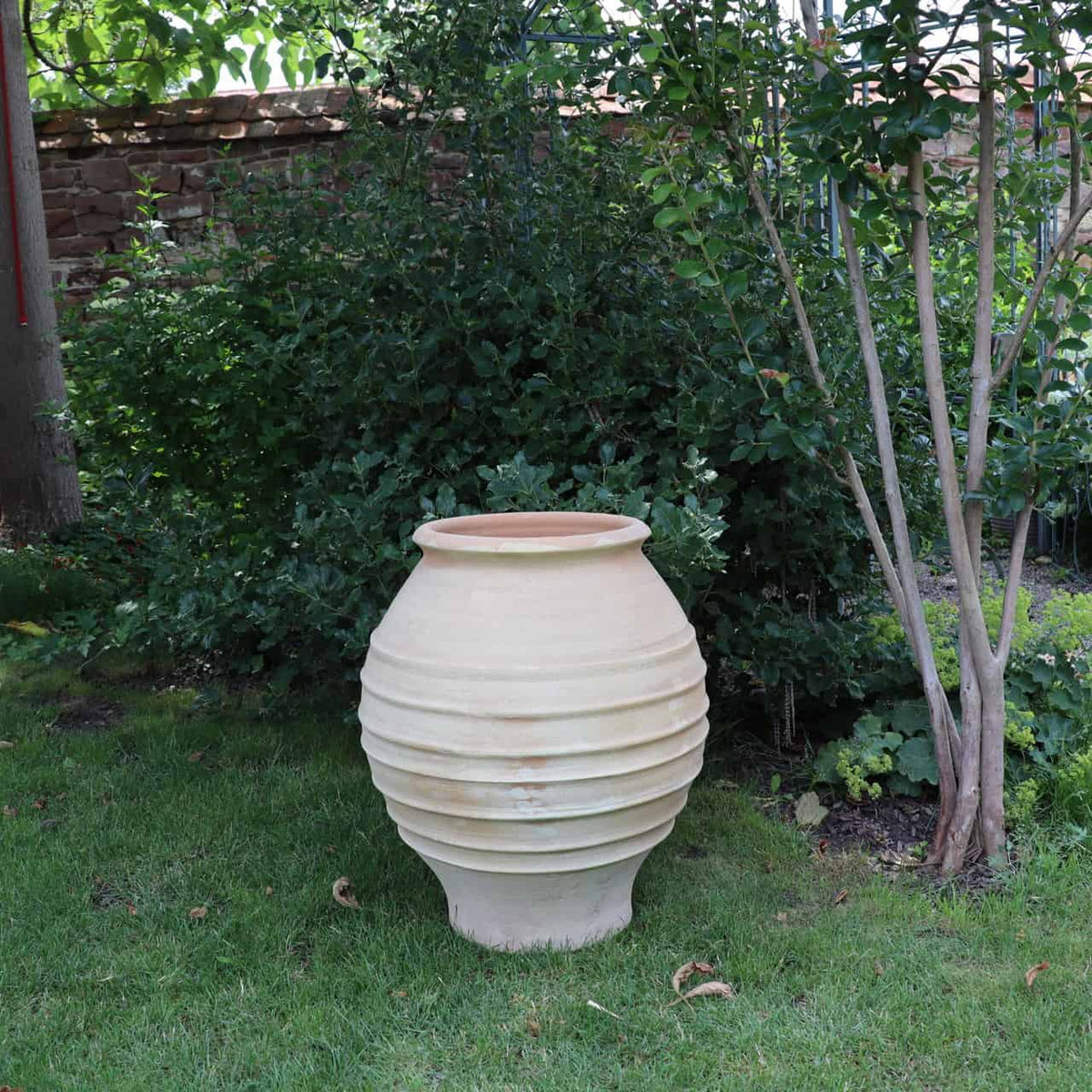 Ein 60 cm hoher, cremefarbener Keramiktopf mit geripptem Design steht auf einer Rasenfläche in einem üppigen Garten. Diese frostfeste Amphore „Agave“ ist von grünen Sträuchern und kleinen Bäumen umgeben, in der Nähe befindet sich eine Agave und im Hintergrund ist teilweise eine Steinmauer zu sehen.