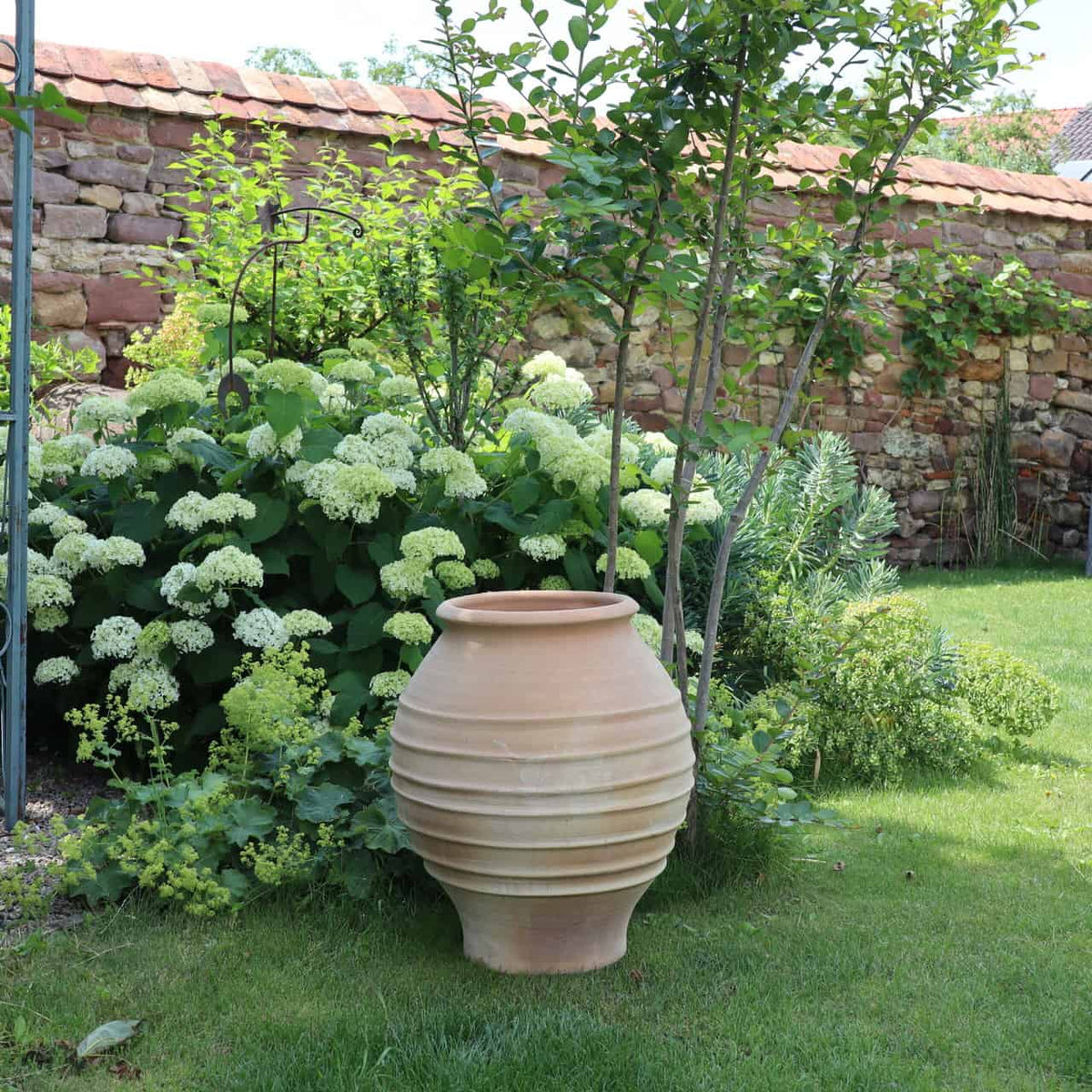 Eine große frostfeste Amphore „Agave“ H=60cm steht auf einem gepflegten Rasen, umgeben von Agavenpflanzen, üppigem Blattwerk und weißen Blüten. Im Hintergrund trägt eine mit Kletterpflanzen behangene Steinmauer zur ruhigen, gartenähnlichen Atmosphäre bei.