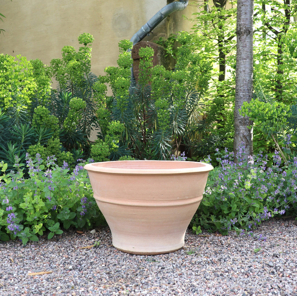 Ein leeres, großes Terrakotta-Pflanzgefäß „Buxus“, 50 cm, steht auf einem Kiesweg in einem Garten, umgeben von üppigem Grün des Buchsbaums und violetten Blüten. Im Hintergrund sind ein Baum und eine Steinmauer zu sehen.