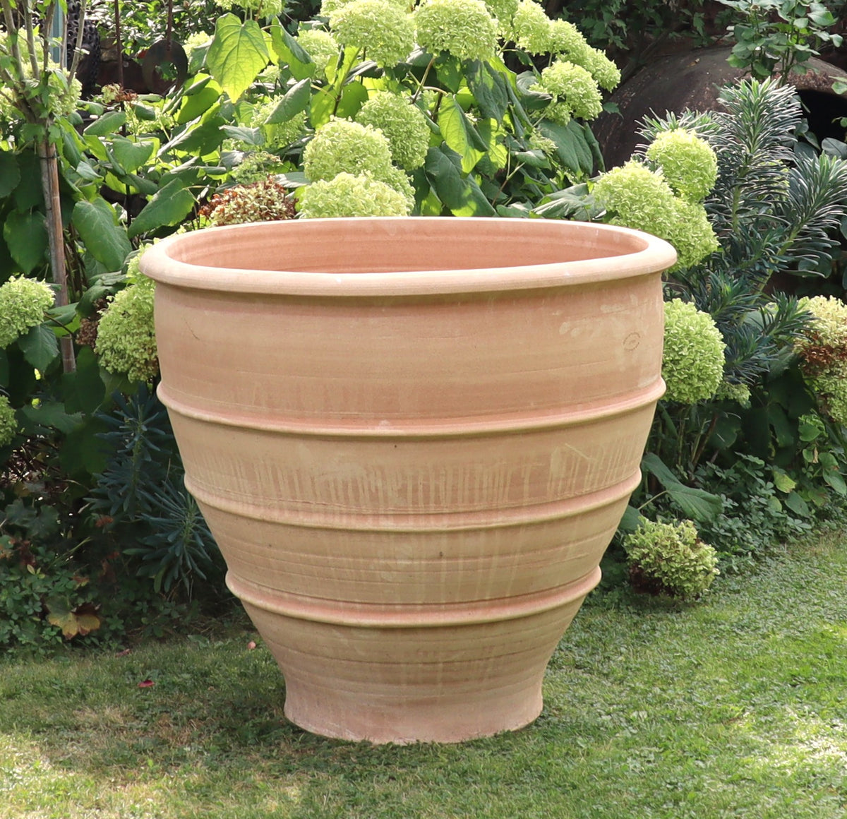 Die griechische Amphorenvase „Cistus“, ein großer, gerippter Terrakotta-Pflanzkübel mit einer Höhe von 1,30 Metern, steht auf einer Rasenfläche, umgeben von üppigem Grün und blühenden weißen Hortensienblüten. Dieser frostbeständige Pflanzkübel ist leer und hebt sich vom lebendigen Gartenhintergrund ab.