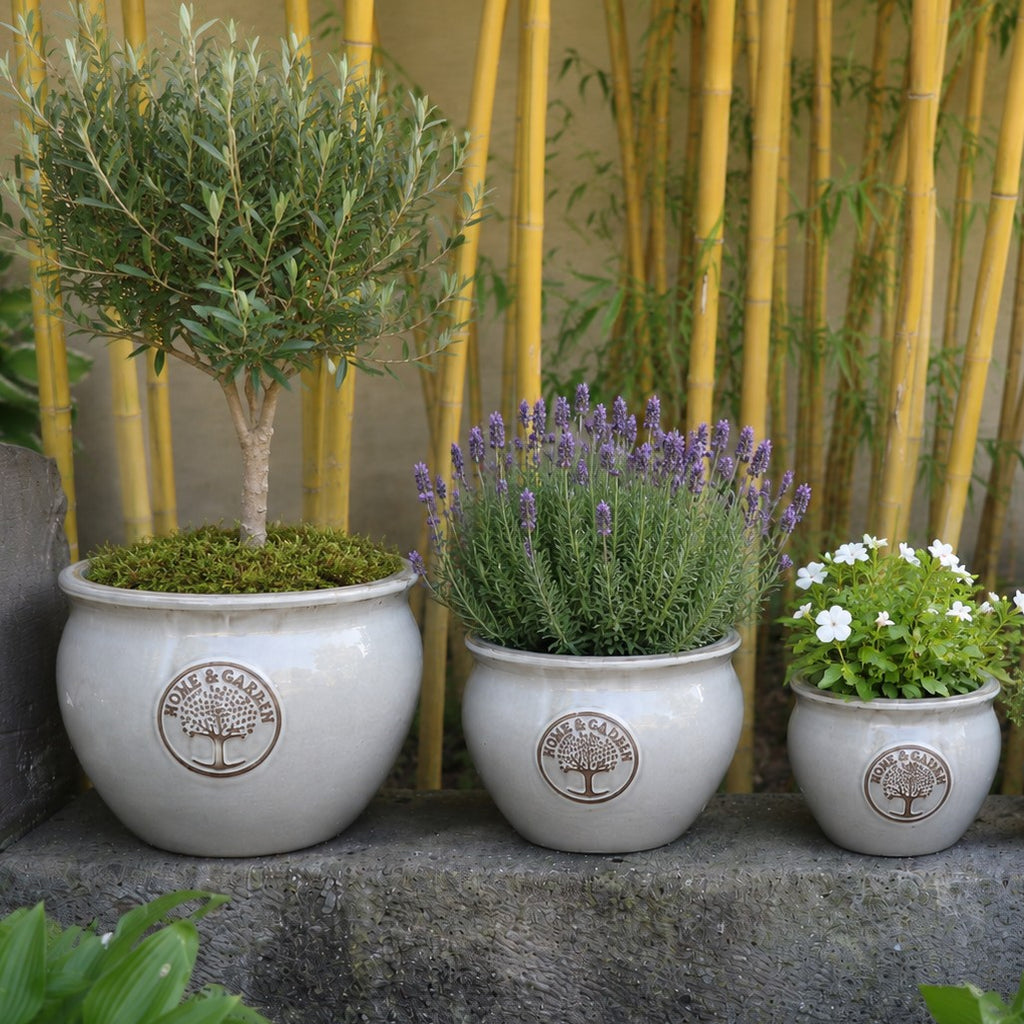 Drei weiße Keramikblumentöpfe mit "Home & Garden"-Logos enthalten einen Olivenbaum, Lavendel und weiße Blumen, die auf einem Steinsockel mit hohen gelben Bambushalmen im Hintergrund angeordnet sind.