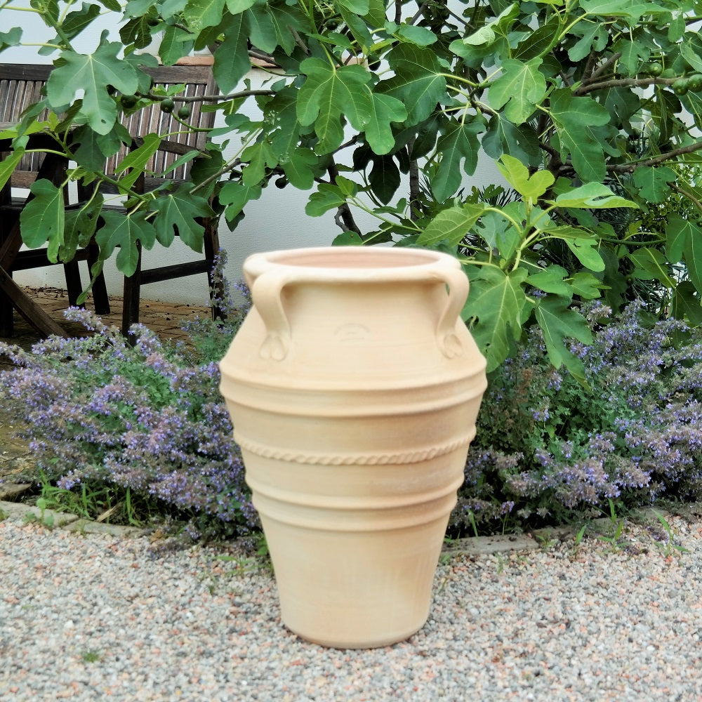 Eine große, frostbeständige Terrakotta-Amphore mit Henkeln, genannt „Datura“, 50 cm hoch, steht auf einer Kiesfläche. Der beige Topf ist mit einem horizontalen seilartigen Muster verziert. Hinter der Amphore steht eine üppige Feigenpflanze mit großen grünen Blättern, teilweise ist ein Holzstuhl zu sehen. Frostfeste Datura-Blüten umgeben den Topf.