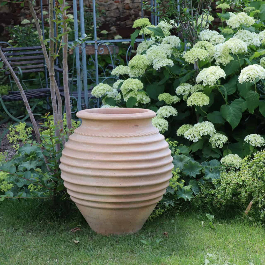 Ein großer, beigefarbener, gerippter Terrakotta-Amphore-Garten „Ficus“ H=60 cm steht auf einem gepflegten Rasen. Dahinter stehen üppige grüne Pflanzen mit Büscheln weißer Blüten in voller Blüte, und links ist ein Teil einer Gartenbank aus Metall zu sehen. Die Szenerie vermittelt den Eindruck einer ruhigen Gartenumgebung.