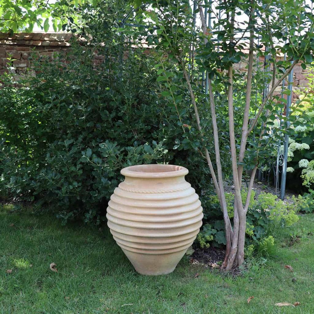 Ein großer, gerippter Terrakotta-Amphore-Garten „Ficus“ mit einer Höhe von 60 cm steht auf einer Rasenfläche neben einem belaubten Strauch und einem schlanken Baum im Garten. Der Hintergrund besteht aus einer teilweise mit Grün bedeckten Steinmauer, die eine ruhige und üppige Umgebung schafft.