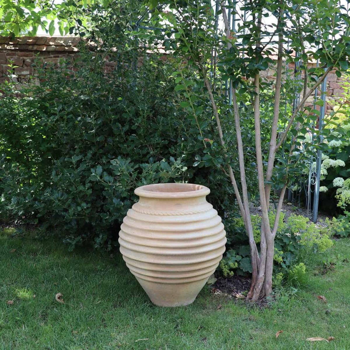 Ein großer, gerippter Terrakotta-Amphore-Garten „Ficus“ mit einer Höhe von 60 cm steht auf einer Rasenfläche neben einem belaubten Strauch und einem schlanken Baum im Garten. Der Hintergrund besteht aus einer teilweise mit Grün bedeckten Steinmauer, die eine ruhige und üppige Umgebung schafft.