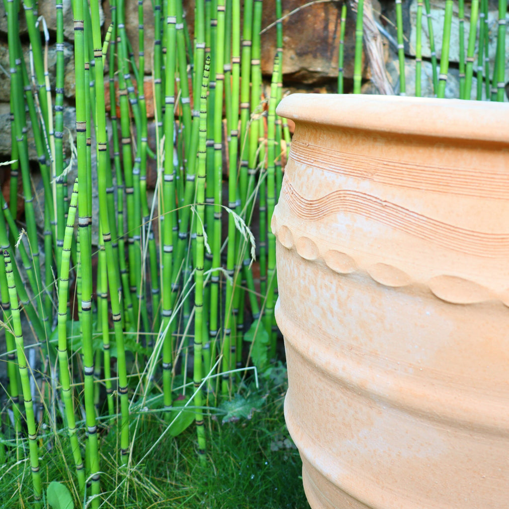 Nahaufnahme des großen, dekorativen Terrakotta-Blumentopfs „Granatum“, 50 cm, in Beige, mit welligem und geprägtem Muster. Er steht neben einer Gruppe hoher, grüner, bambusartiger Pflanzen mit segmentierten Stielen und dünnen Blättern, vor einem Hintergrund aus üppigem Grün und Stein.