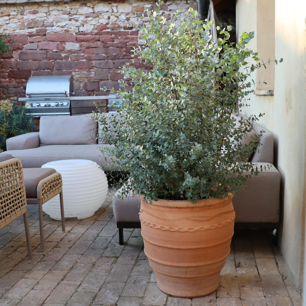 Eine 60 cm große Topfpflanze vom Typ Frostfester Blumentopf „Granatum“ steht auf einer gemauerten Terrasse neben Gartenmöbeln, darunter ein graues Sofa und ein Korbstuhl. Im Hintergrund sind außerdem ein weißer runder Tisch und ein Grill vor einer roten Steinmauer zu sehen.