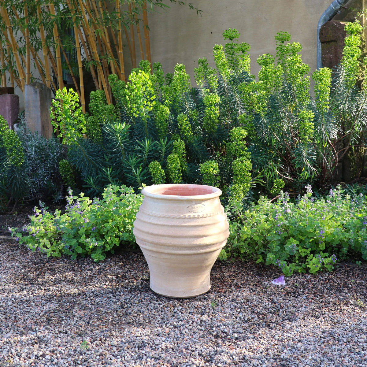 Ein großer Keramiktopf (H=40cm) steht auf Kies, umgeben von üppigen grünen Pflanzen und Büschen. Die kleine Pflanzamphore „Ficus“, zentral platziert, hat eine hellbeige Farbe mit strukturierter Oberfläche. Ficusbäume und hohe grüne Sträucher zieren den Hintergrund, zusammen mit einer Wand mit verwitterter Textur, die eine Gartenkulisse suggeriert.