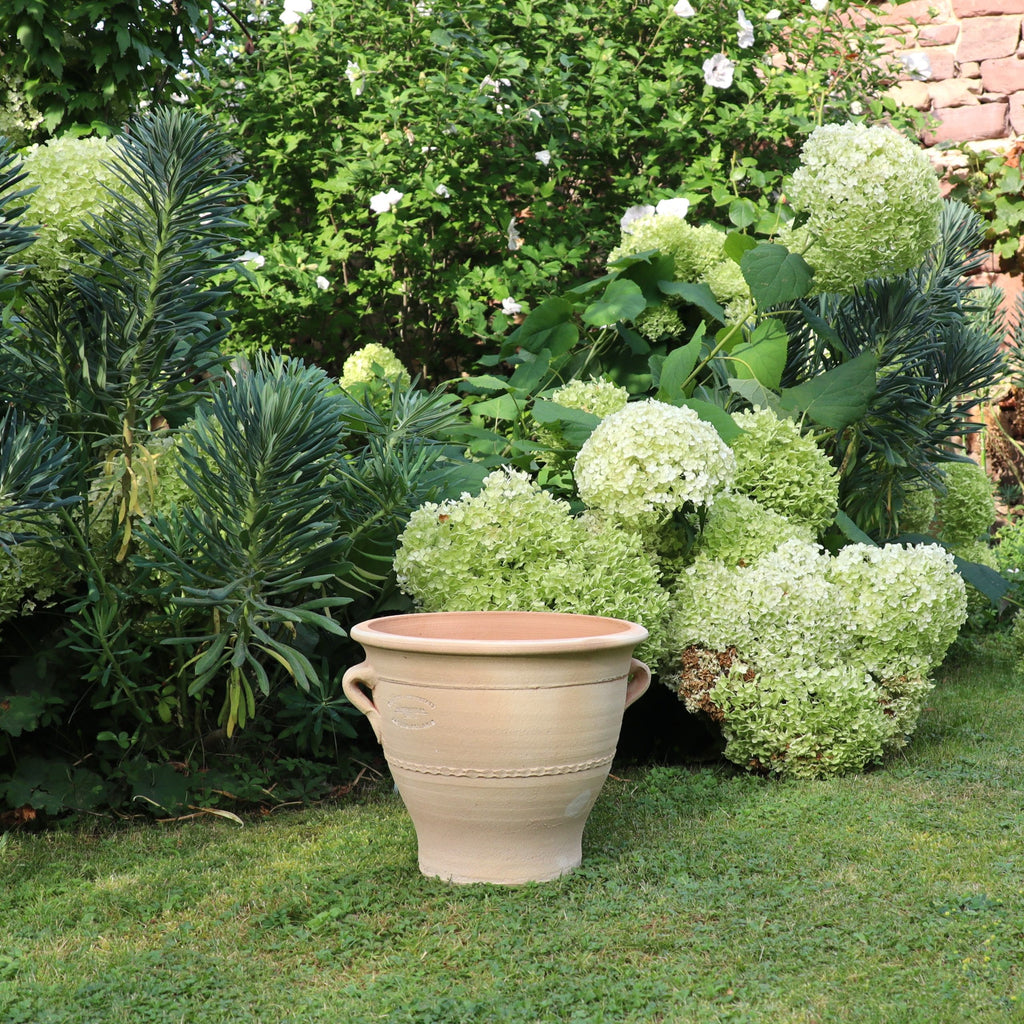 Ein Terrakotta-Blumentopf „Rosa“, H=25cm, mit zwei Henkeln steht auf grünem Gras vor einem Gartenbeet mit üppigem grünem Laub und blühenden weißen Hortensien. Im Hintergrund befindet sich eine Steinmauer, die teilweise mit zusätzlichem Grün bedeckt ist.