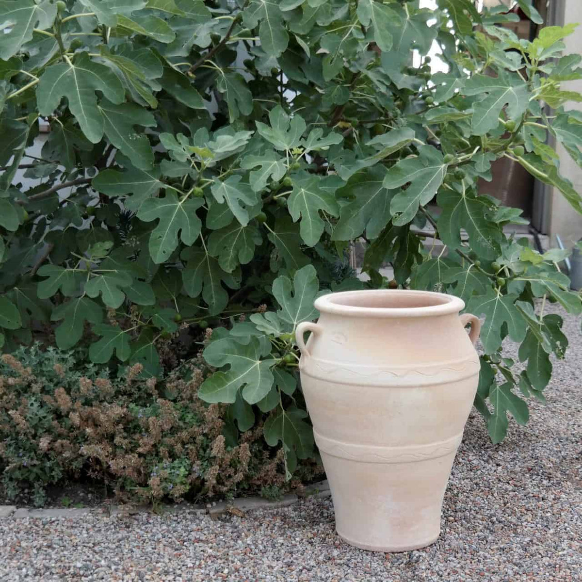 Die frostfeste Terrakotta-Amphore „Olea“ (H=50 cm) mit zwei Henkeln steht auf einer Kiesfläche vor einer üppig grünen Olea-Pflanze mit breiten Blättern.