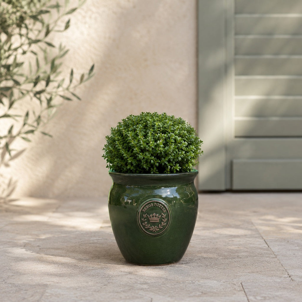 Eine kleine, runde, grüne Pflanze steht in einem grün glasierten Pflanztopf („Eggpot“) (29–46 cm hoch) auf einer Steinterrasse vor einer beigen Wand mit grünen Fensterläden, wo das Sonnenlicht sanfte Schatten wirft und eine ruhige Atmosphäre im Freien schafft.