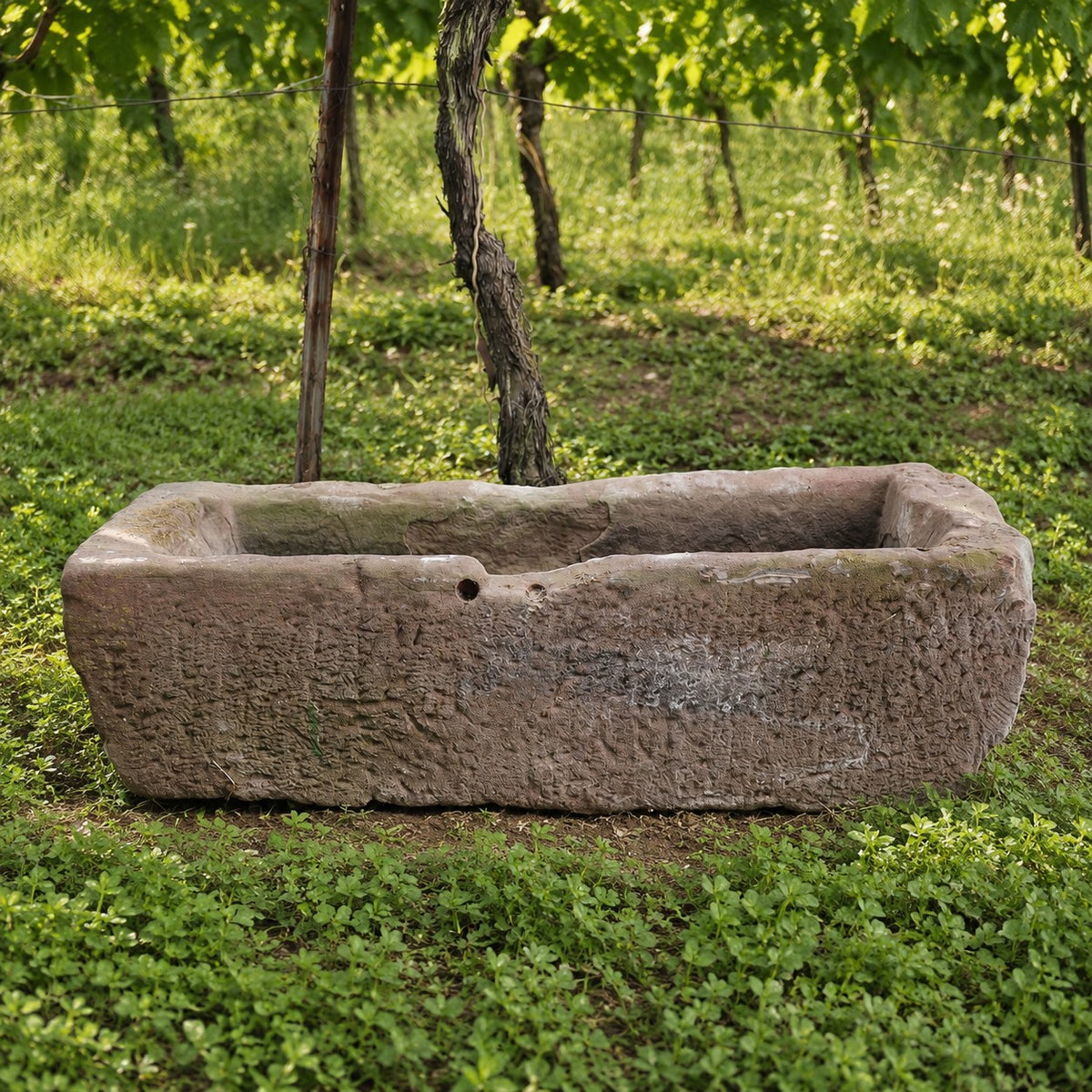 Die Sandstein Vorlage - ohne Loch (Kopie), ein großer rechteckiger Steintrog, steht auf einer Wiese in einem Weinberg, umgeben von üppigen grünen Reben und Blattpflanzen im Hintergrund.