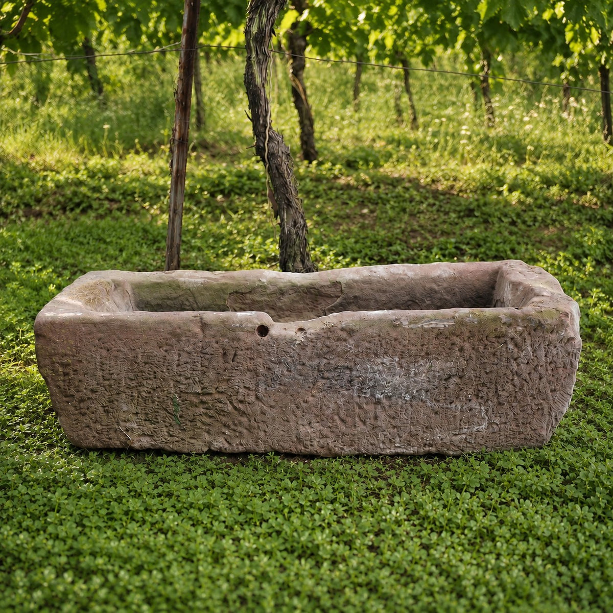 Die Sandstein Vorlage - ohne Loch (Kopie), ein großer rechteckiger Steintrog, steht auf grünem Gras inmitten von üppigen Weinreben und Bäumen in einem sonnigen Weinberg.
