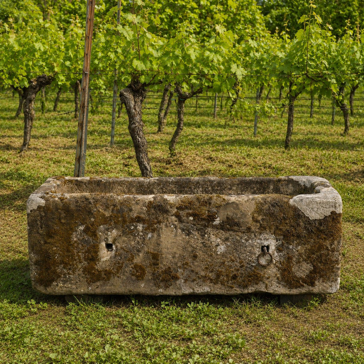 Ein altertümliches Becken aus Sandstein 97x33x23 cm mit Moos steht auf Gras vor Reihen von Weinreben im Weinberg, deren Blätter üppig grün sind.