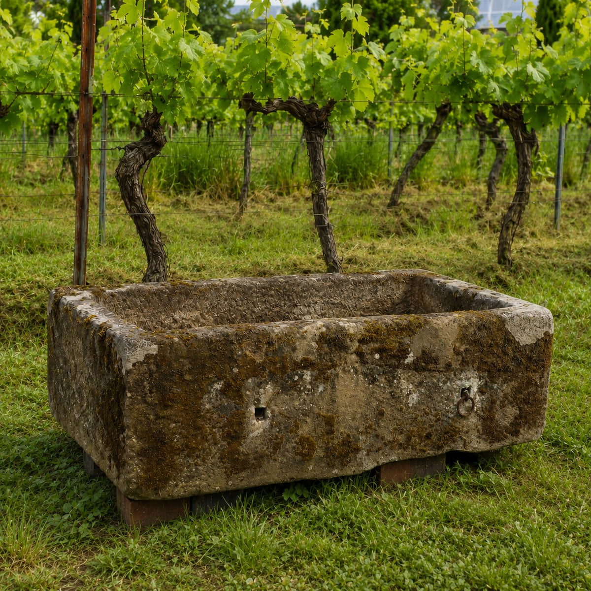 Ein altertümliches Becken aus Sandstein (97x33x23 cm) steht auf Gras vor den Weinreben. Das rechteckige, moosbedeckte Becken wirkt alt und verwittert und fügt sich harmonisch in das grüne Ambiente des Weinbergs ein.