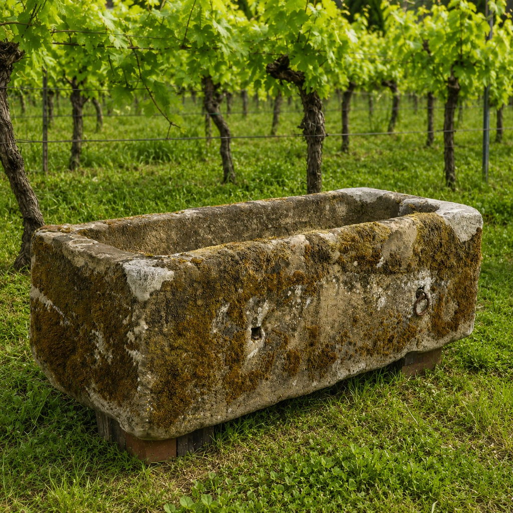 Ein altertümliches Becken aus Sandstein (97x33x23 cm) steht moosbedeckt auf einer Wiese im Weinberg, umgeben von Reihen grüner Reben.