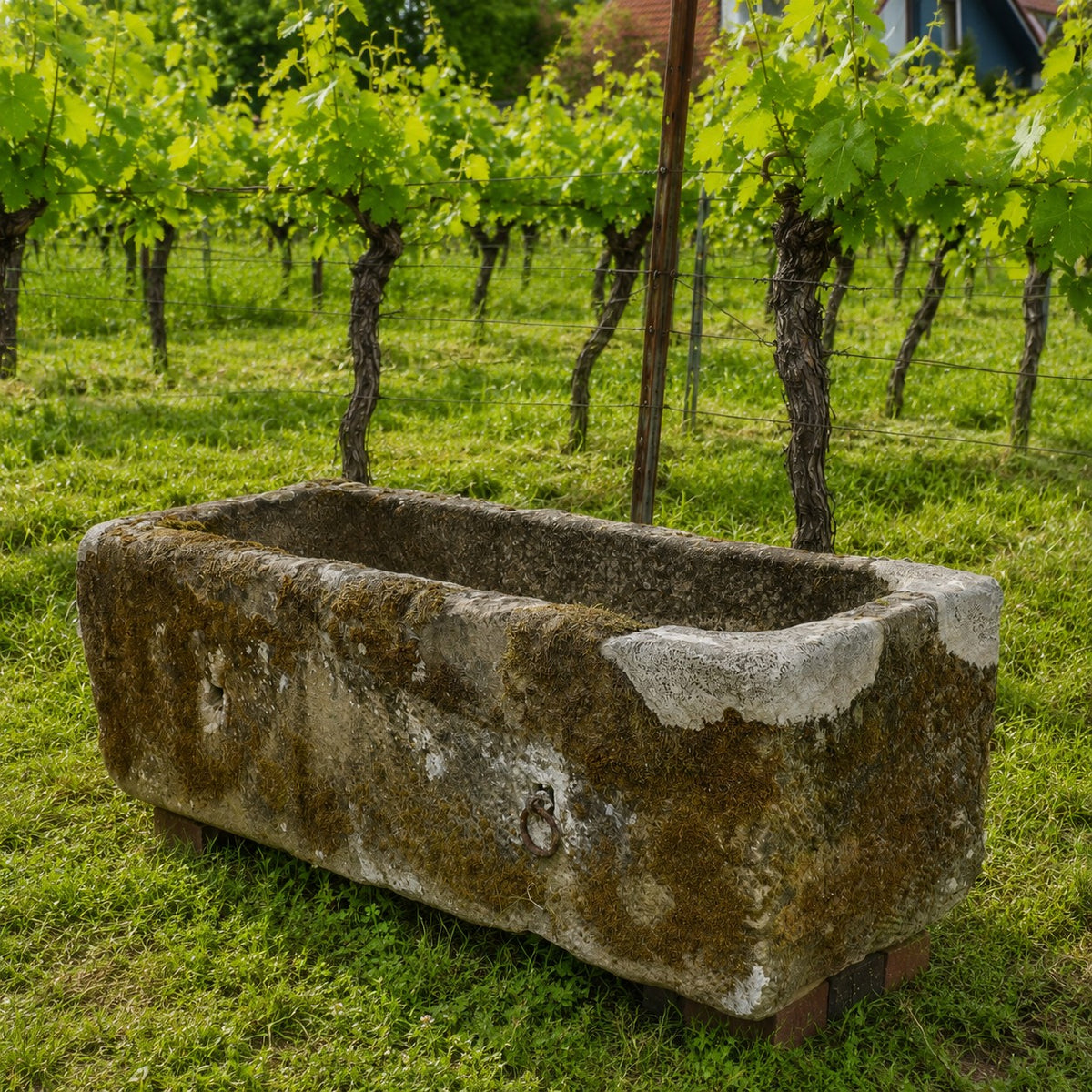 Ein altertümliches Becken aus Sandstein (97x33x23 cm) mit moosbewachsener Oberfläche steht auf Gras vor Reihen grüner Weinreben.