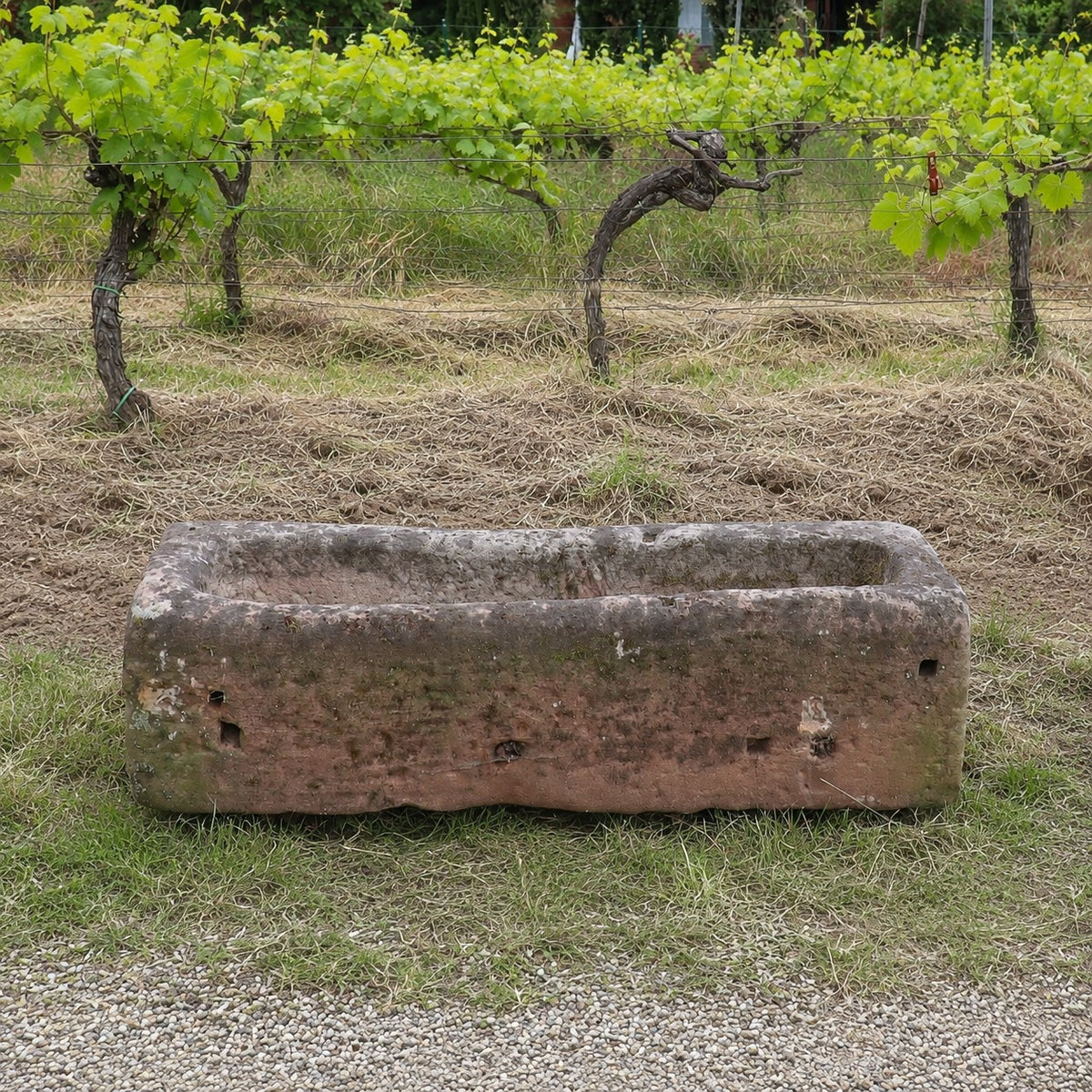 Ein Futtertrog aus Sandstein (117 x 36 x 30) steht auf der Wiese vor Reihen von Weinreben; seine verwitterte Oberfläche weist sichtbare Löcher und eine raue Struktur auf und ist umgeben von ordentlich gemähtem Gras und einem Weinberg im Hintergrund.