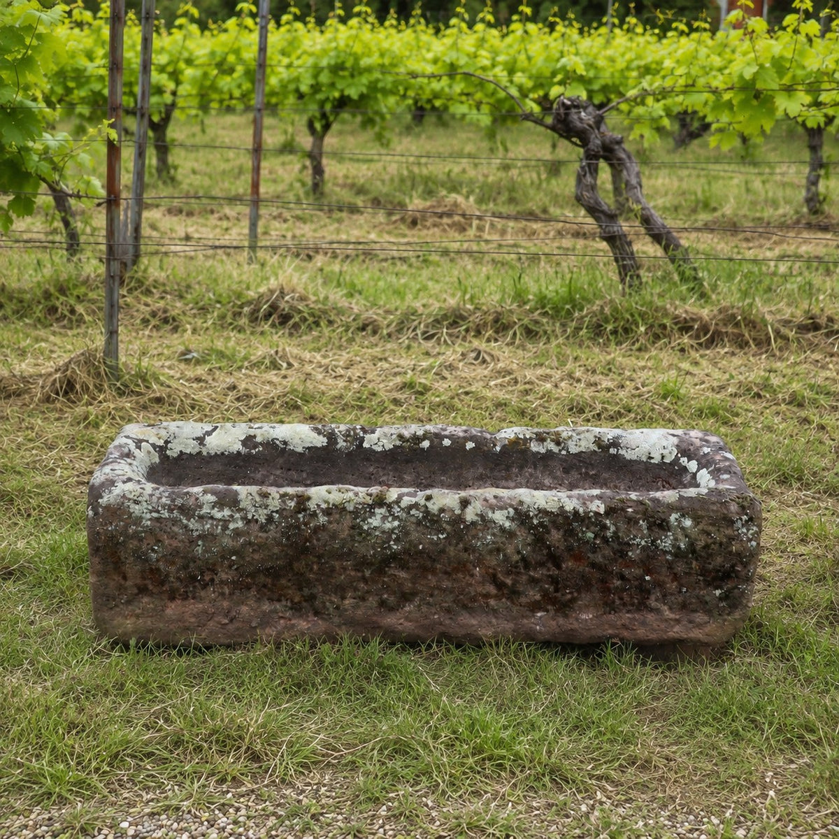 Ein antiker Sandsteintrog als Pflanzgefäß (99 x 32 x 25) steht auf einer Rasenfläche vor einem Weinberg, im Hintergrund sind Reihen grüner Weinreben und Holzpfähle zu sehen.
