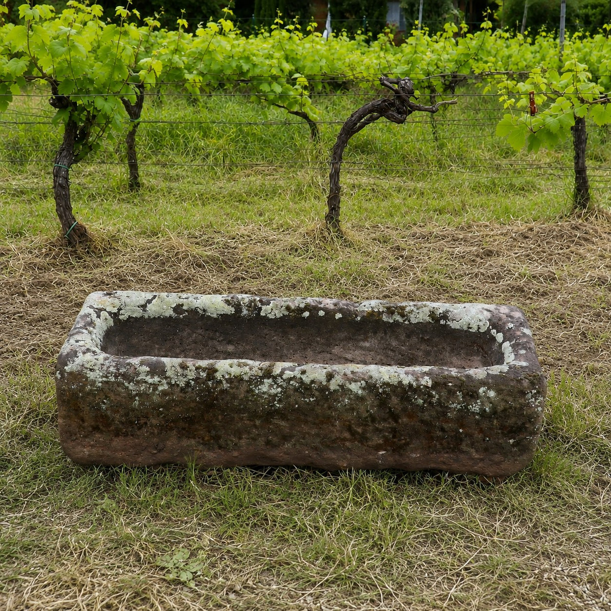Ein antiker Sandsteintrog als Pflanzgefäß (99 x 32 x 25) mit moosbewachsener, verwitterter Oberfläche steht auf einer Rasenfläche vor einem Weinberg, im Hintergrund sind Reihen von Weinreben zu sehen.