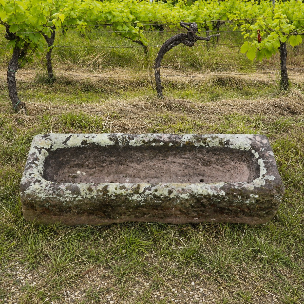 Ein „Antiker Sandsteintrog als Pflanzgefäß 99 x 32 x 25“ mit einer verwitterten, moosbewachsenen Oberfläche steht auf der Wiese vor Reihen von Weinreben in einem Weinberg.