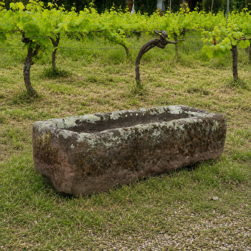Ein antiker Sandsteintrog als Pflanzgefäß (99 x 32 x 25) mit einer fleckigen, moosbewachsenen Oberfläche steht auf dem Rasen vor einer Reihe von Weinreben.