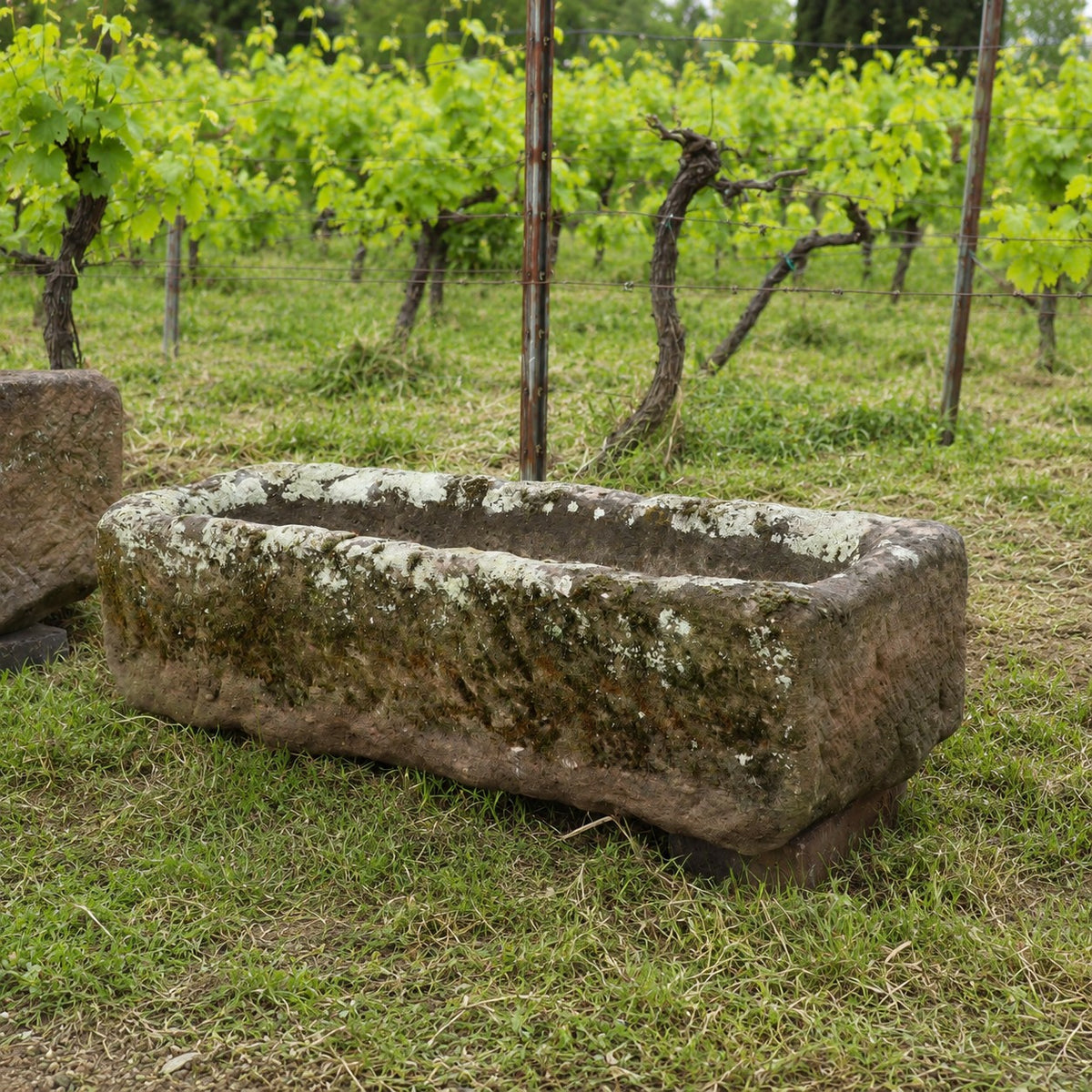 Ein antiker Sandsteintrog als Pflanzgefäß (99 x 32 x 25) steht auf dem Rasen eines Weinbergs; sein rechteckiger, moosbewachsener Steinkörper ist von grünen Weinreben und Holzpfählen umgeben.