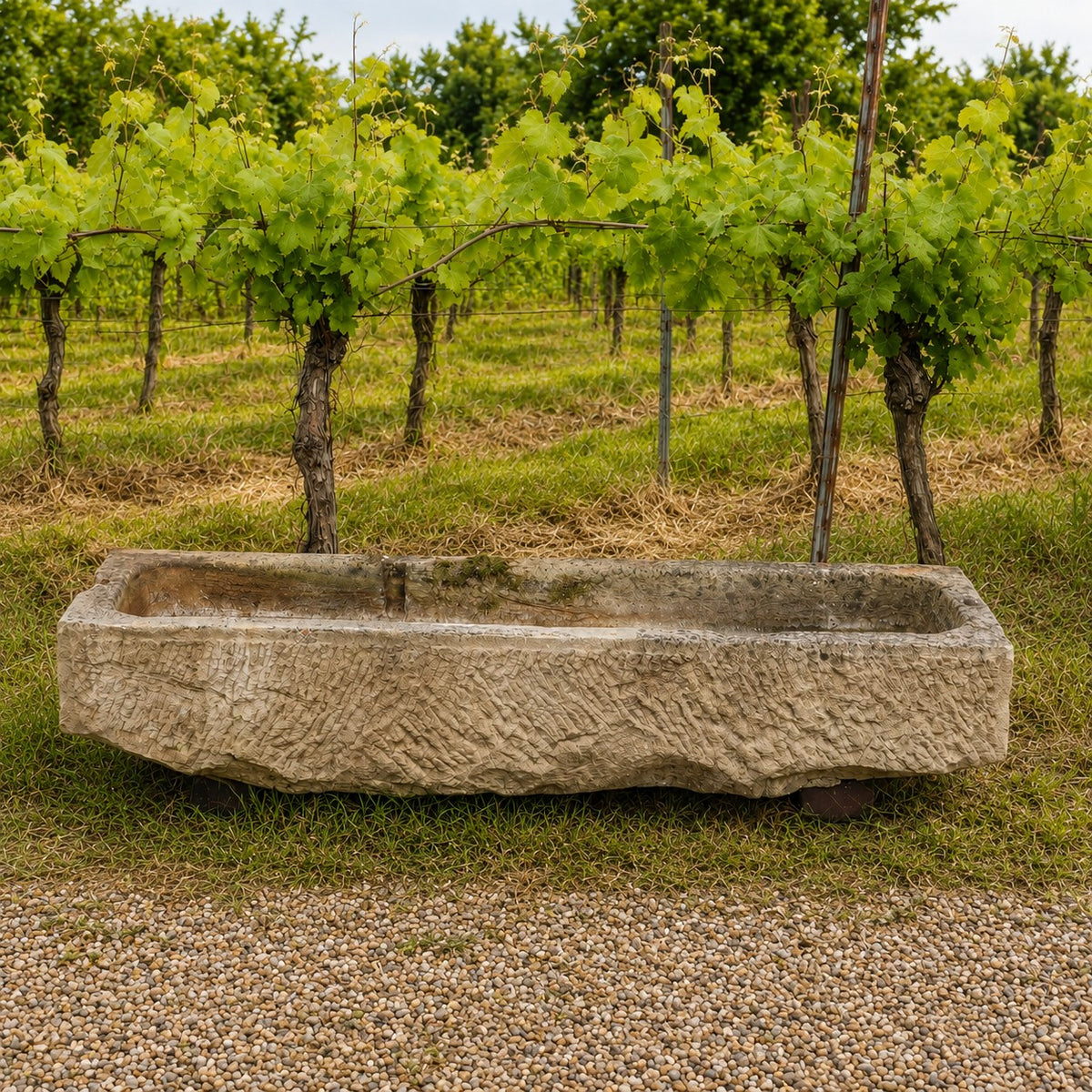 Ein handgefertigter Steintrog (150 x 42 x 27), groß und rechteckig, steht verwittert und leer auf dem Gras vor einer Reihe von Weinreben in einem Weinberg. Der nostalgische Steintrog ist von Kies umgeben, der den Vordergrund bedeckt.