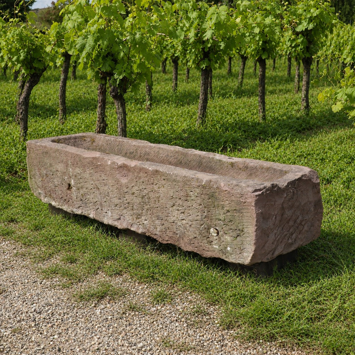 Ein nostalgischer Bauerntrog aus Sandstein (147 x 39 x 30), der sich durch seine große rechteckige Form auszeichnet, dient als reizvoller Pflanzkübel, der auf einer Rasenfläche in der Nähe eines Kieswegs steht und hinter dem sich Reihen üppig grüner Weinreben erstrecken.