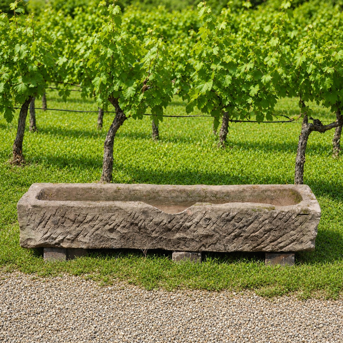 Ein altertümlicher Futtertrog aus Sandstein (152 x 39 x 25) steht auf Blöcken vor einer Reihe von Weinreben in einem Weinberg, im Vordergrund sind grünes Gras und Kies zu sehen.
