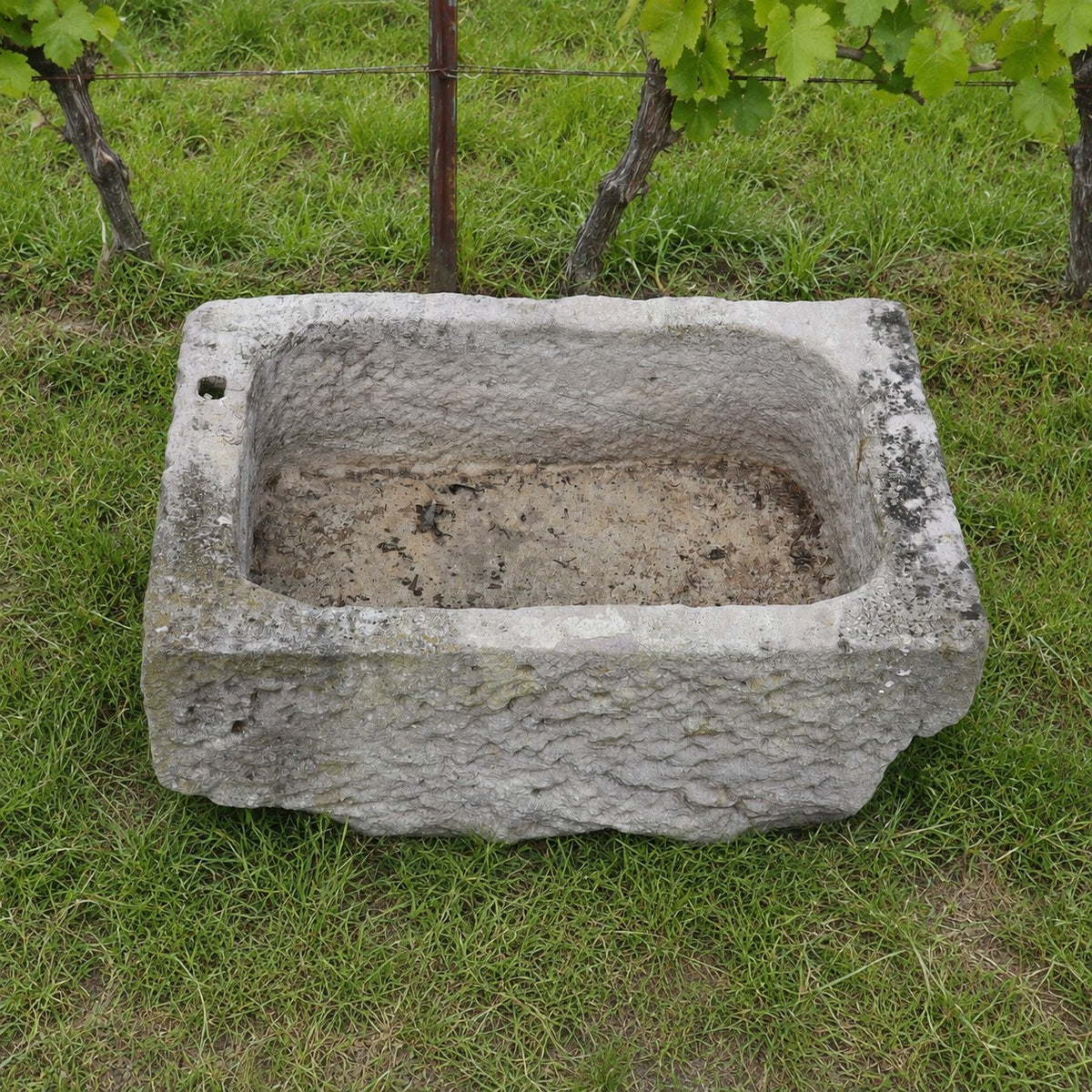 Ein alter Sandsteintrog (84 x 55 x 32) steht auf dem Rasen, im Hintergrund sind Weinreben zu sehen. Der verwitterte und leere, rechteckige Steintrog weist Spuren von Alter und Gebrauch auf.