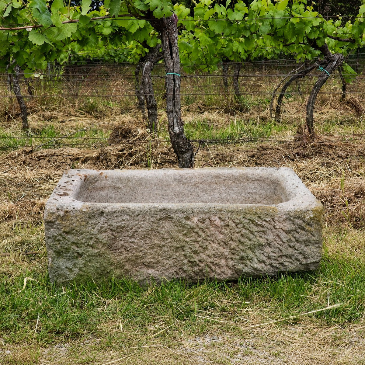 Ein „alter Sandsteintrog 84 x 55 x 32 (Kopie)“ steht auf einer Wiese vor Weinreben, die in einem Weinberg wachsen. Der verwitterte rechteckige Trog ist leer.