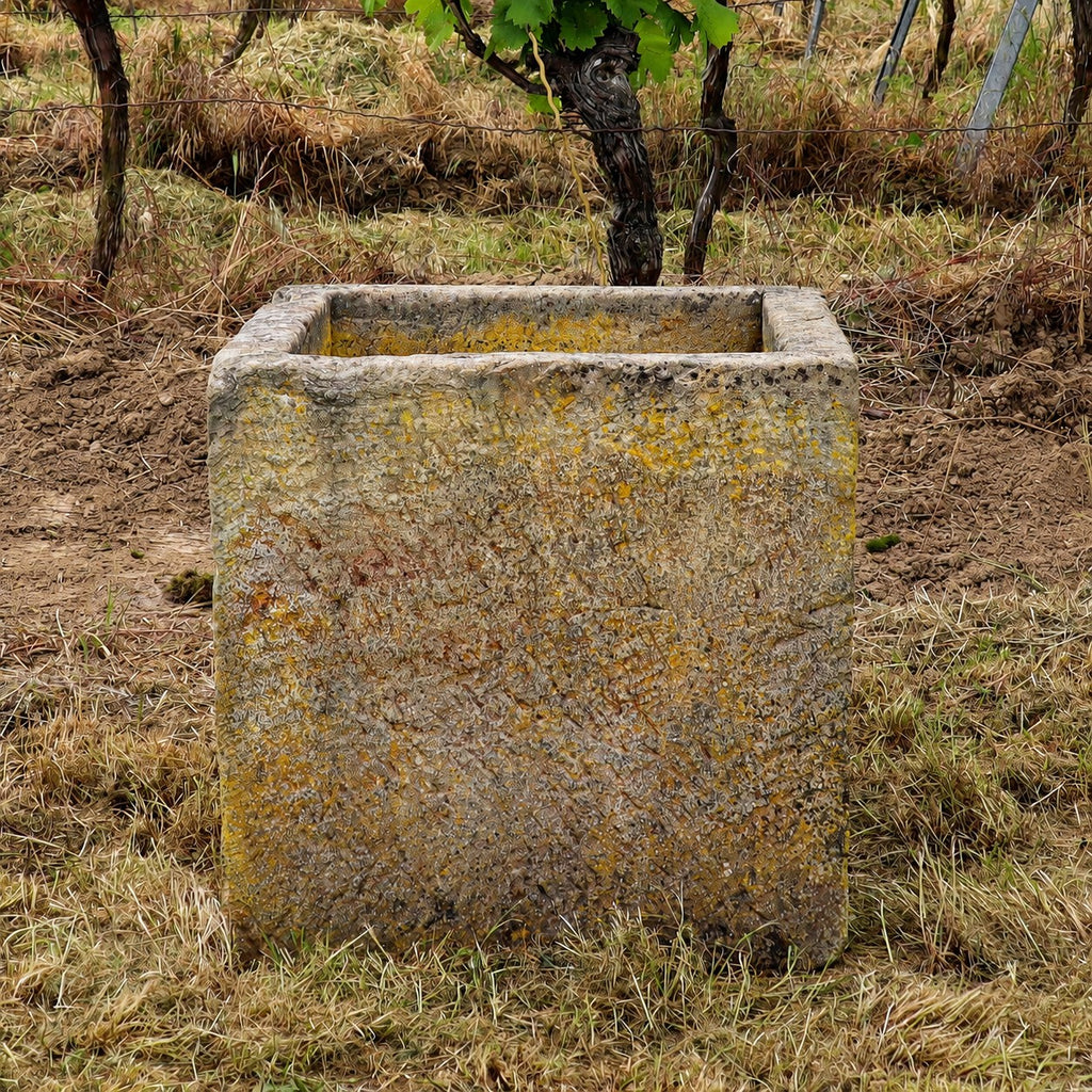 Ein historischer Sandsteinkübel (62 x 59 x 60) steht auf trockenem Gras in einem Weinberg; im Hintergrund sind Weinreben und ein kleiner Baum zu sehen.