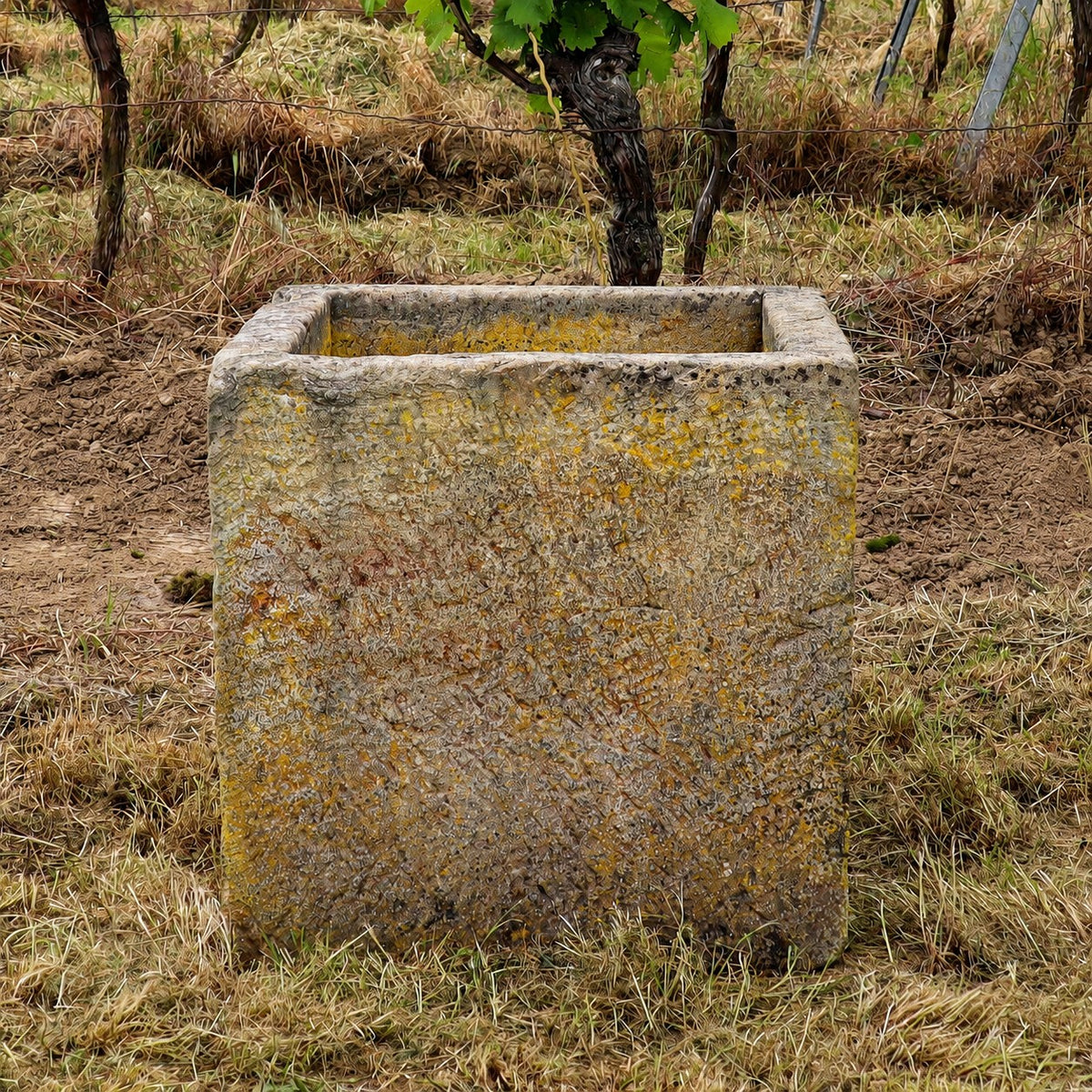 Ein historischer Sandsteinkübel (62 x 59 x 60) steht auf trockenem Gras in einem Weinberg; im Hintergrund sind Weinreben und ein kleiner Baum zu sehen.