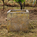 Ein historischer Sandsteinkübel (62 x 59 x 60) steht auf trockenem Gras in einem Weinberg; im Hintergrund sind Weinreben und ein kleiner Baum zu sehen.
