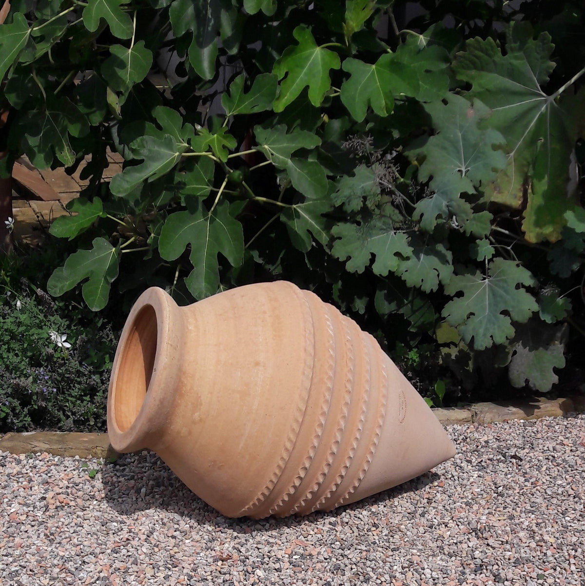 Eine Liegende Amphore "Vitex", H=60cm, Terrakotta-Topf ruht auf der Seite auf Kies, mit leuchtend grünen Feigenblättern und Pflanzen im Hintergrund.