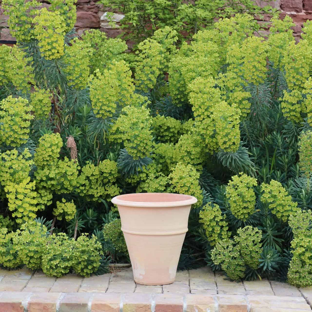Ein großes, leeres winterhartes Terrakotta-Pflanzgefäß „Yucca“ (H=35 cm) steht auf einer Ziegelfläche vor einer üppigen Wand aus grünen, blattreichen Pflanzen, die mit Büscheln kleiner, gelber Blüten geschmückt sind. Der Hintergrund besteht aus dichtem Grün, das mit der Einfachheit des einzelnen Topfes kontrastiert.