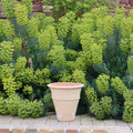 Ein großes, leeres winterhartes Terrakotta-Pflanzgefäß „Yucca“ (H=35 cm) steht auf einer Ziegelfläche vor einer üppigen Wand aus grünen, blattreichen Pflanzen, die mit Büscheln kleiner, gelber Blüten geschmückt sind. Der Hintergrund besteht aus dichtem Grün, das mit der Einfachheit des einzelnen Topfes kontrastiert.