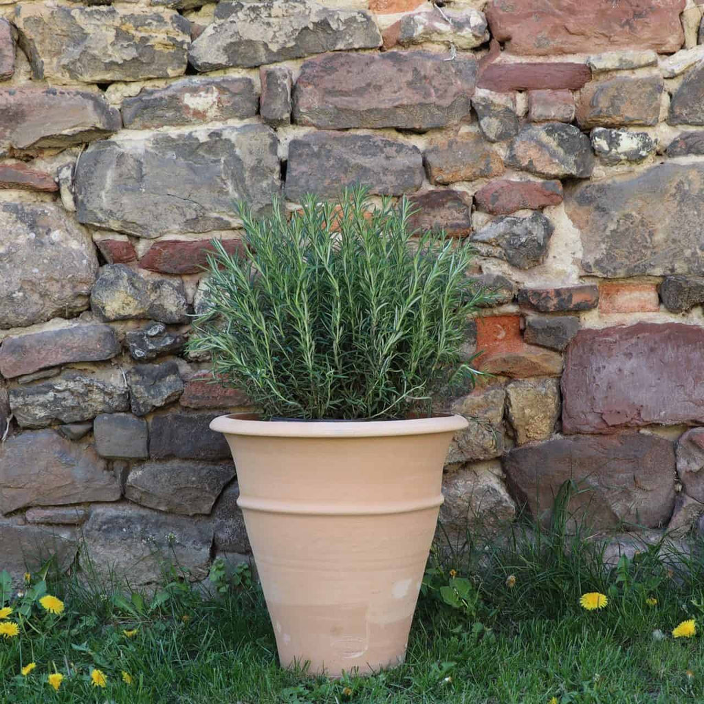 Vor einer Steinmauer steht eine Rosmarinpflanze im Topf. Das 35 cm hohe winterharte Terrakotta-Pflanzgefäß „Yucca“ steht auf grünem Gras, daneben stehen gelbe Löwenzahnblüten.