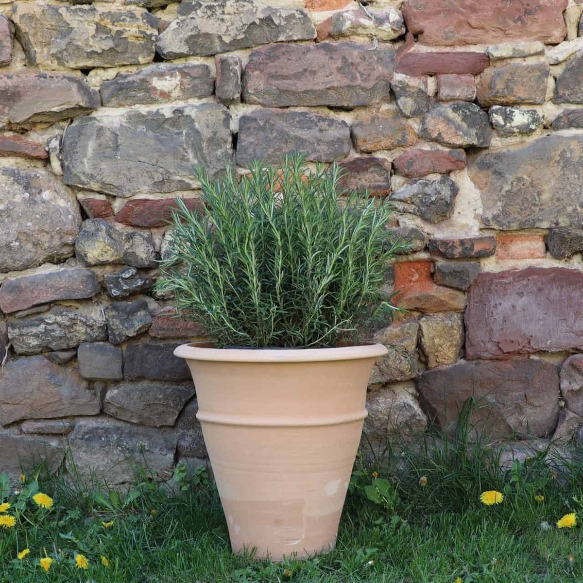Vor einer Steinmauer steht eine Rosmarinpflanze im Topf. Das 35 cm hohe winterharte Terrakotta-Pflanzgefäß „Yucca“ steht auf grünem Gras, daneben stehen gelbe Löwenzahnblüten.