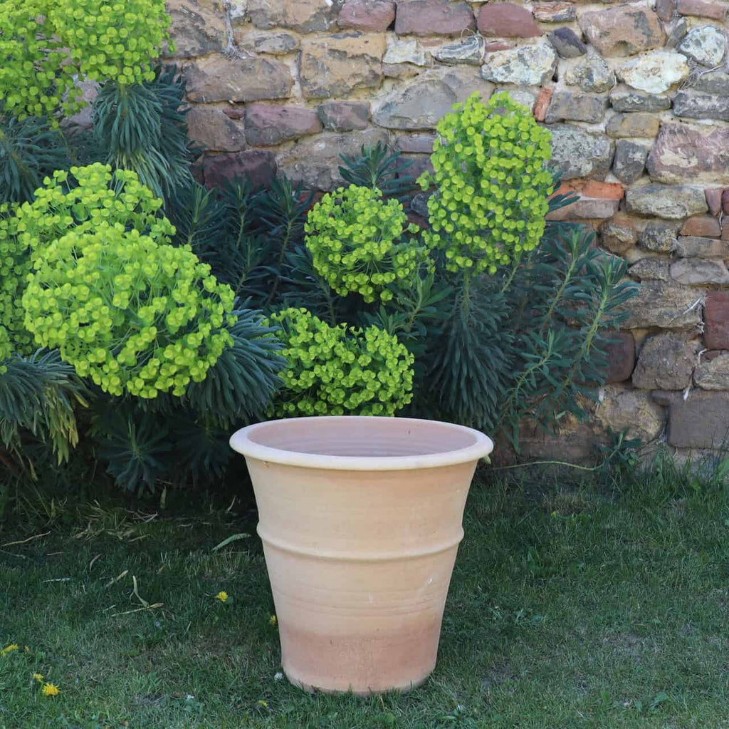 Ein großer, leerer, frostfester Terrakotta-Blumentopf „Yucca“ (Höhe: 40 cm) steht auf einer Rasenfläche. Dahinter befindet sich eine Steinmauer und eine grünblättrige Yucca-Pflanze, die mit Büscheln kugelförmiger, hellgrüner Blüten geschmückt ist. Die Szene erinnert an einen Garten oder Außenbereich.