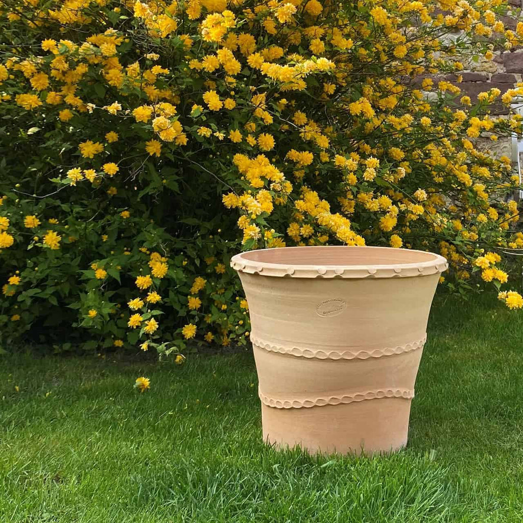 Ein großer, leerer Terrakotta-Pflanzkübel „Acanthus“ (H=40 cm) mit dekorativen Rillen steht auf einer Rasenfläche. Dahinter steht ein üppiger Busch in voller Blüte mit zahlreichen leuchtend gelben Blüten.