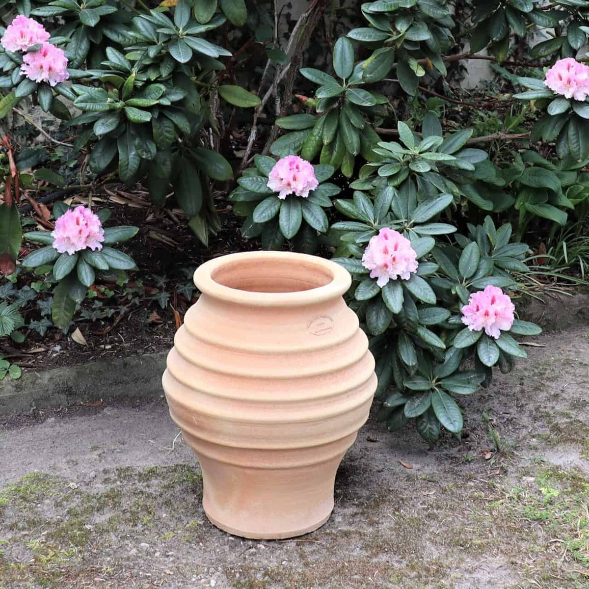 Eine beige Terrakotta-Vase mit gerippter Struktur, die frostfeste Amphore „Agave“ H=40cm, steht auf dem Boden vor einem üppigen grünen Strauch, der mit Büscheln hellrosa Blüten geschmückt ist. In der Nähe trägt eine Agavenpflanze zum Charme des Gartens bei, an deren Fuß Erde und Moos sichtbar sind.