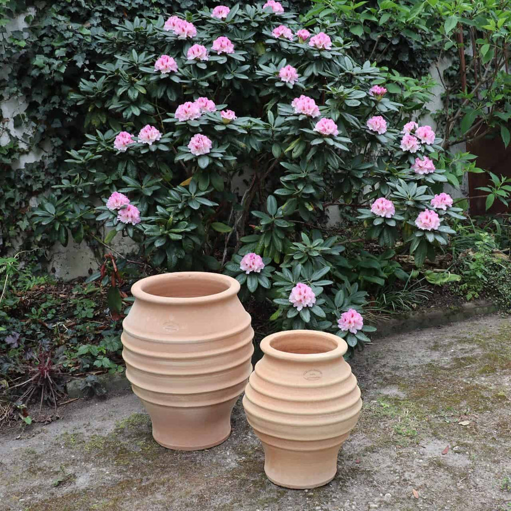 Zwei Terrakotta-Töpfe unterschiedlicher Größe stehen auf dem Boden vor einem großen, blühenden Rhododendronbusch mit üppigen grünen Blättern und rosa Blüten. Zwischen ihnen steht eine elegante frostfeste Amphore „Agave“ H=40cm, die perfekt mit dem dichten Laub und den an der Wand emporrankenden Ranken harmoniert.