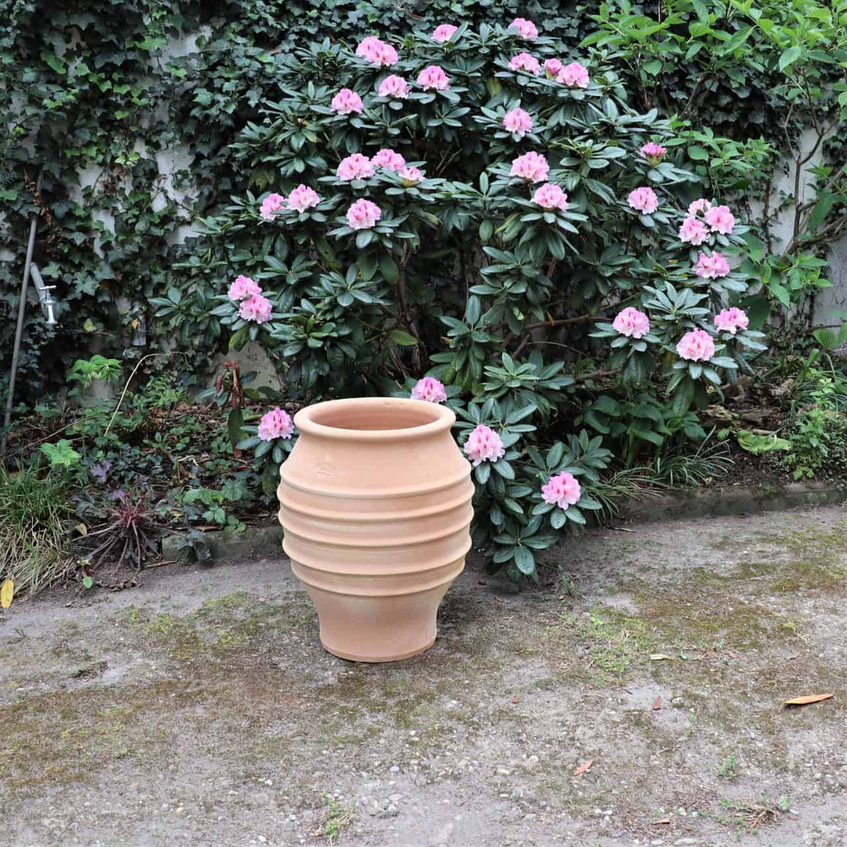Eine frostfeste Dekorationsamphore „Agave“, H=50cm mit geripptem Design steht auf dem Boden vor einem Busch mit grünen Blättern und blühenden rosa Blüten. Im Hintergrund ist eine teilweise sichtbare, mit Efeu bewachsene Mauer, die das üppige Grün noch verstärkt. Eine Agave steht daneben und verstärkt die landschaftliche Schönheit.