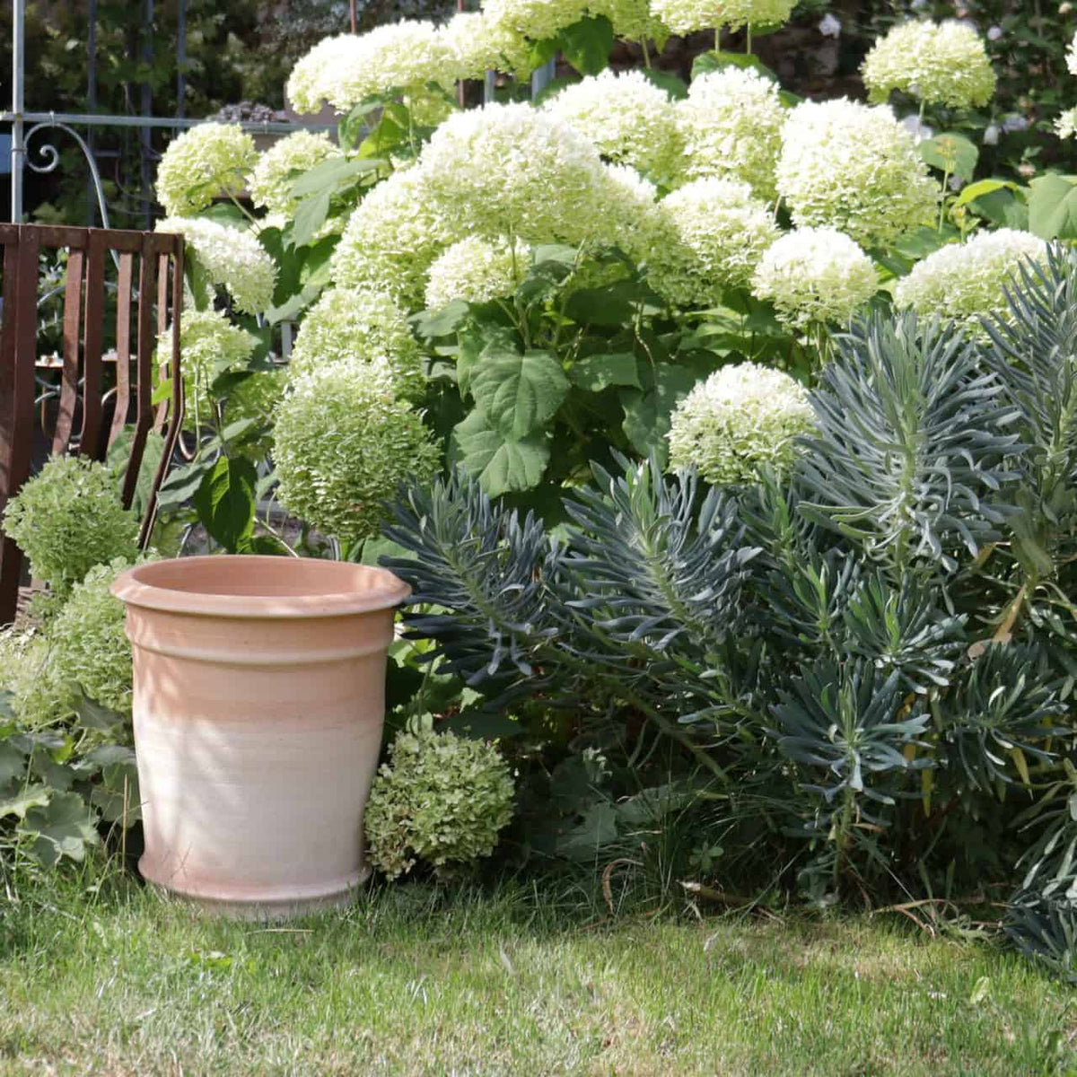 Eine Gartenszene mit üppigen weißen Hortensienblüten und einer Mischung aus Grünpflanzen. Im Vordergrund steht ein leerer Terrakotta-Pflanzkübel „Canna“ H=33 cm auf dem Gras und verleiht ihm eine rustikale Note. Im Hintergrund sind Metallgeländer und zusätzliche Pflanzen, darunter leuchtende Canna-Blüten, zu sehen.