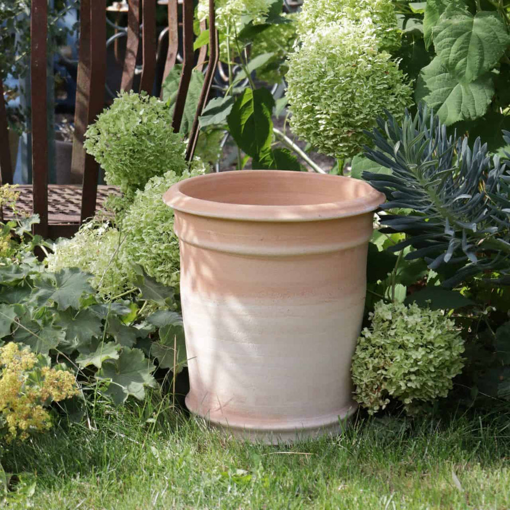 Ein beigefarbener Terrakotta-Pflanzkübel „Canna“ H=33 cm steht inmitten üppiger Pflanzen, darunter große Hortensienblüten und leuchtende Canna-Pflanzen. Die Szene scheint Teil eines Gartens zu sein, im Hintergrund ist teilweise ein Holzzaun zu sehen.